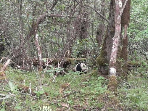 黄龙现野生大熊猫 工作人员首次近距离实地拍摄
